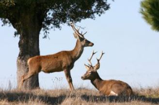 Imagen Trivial La Siberia - 10