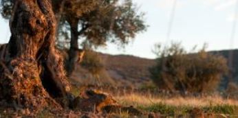 Imagen Trivial La Siberia - 107