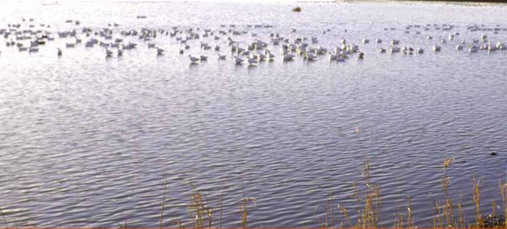 Imagen Trivial La Siberia - 92